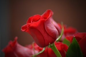 Blumen – ein schnelles & schönes Geschenk für jedermann auf ratgeber-blogger.de