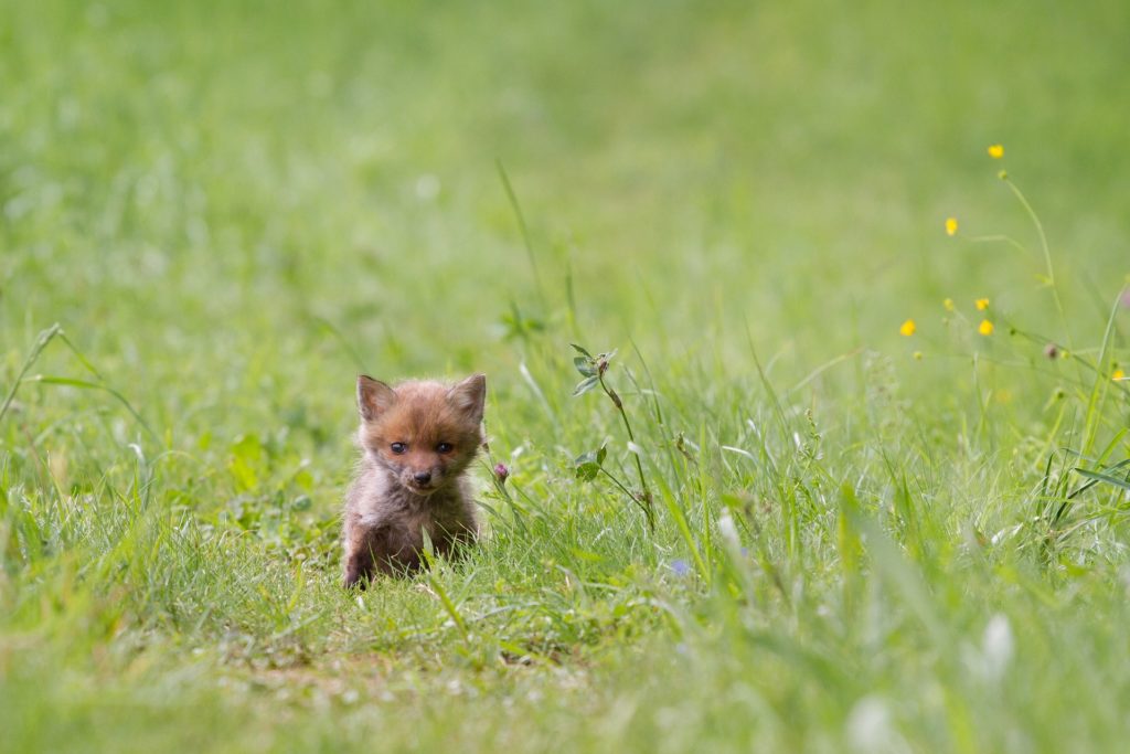 Ist der Fuchsbandwurm für den Mensch gefährlich? auf ratgeber-blogger.de