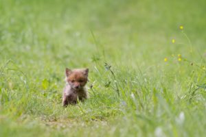 Ist der Fuchsbandwurm für den Mensch gefährlich? auf ratgeber-blogger.de